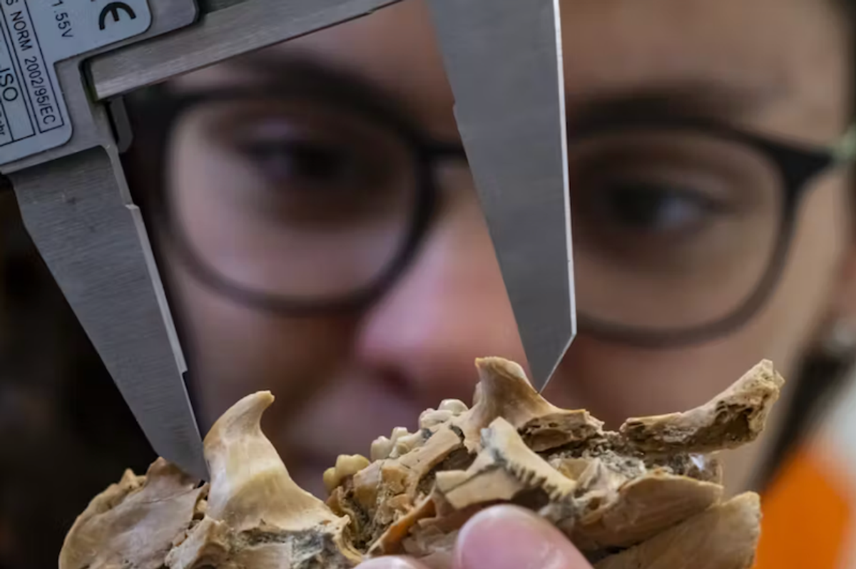 Rare Florida fossil finally ends debate about how porcupine jaws and tails evolved