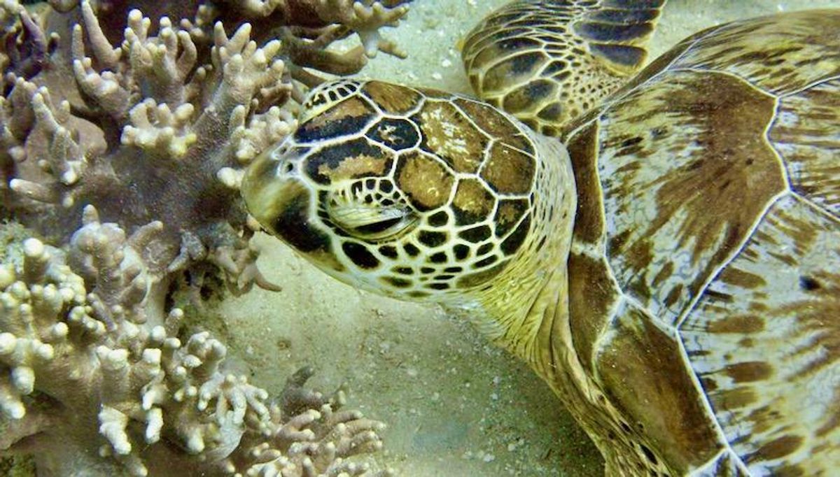 Summer heatwave bleaches 91 percent of Great Barrier Reef: report