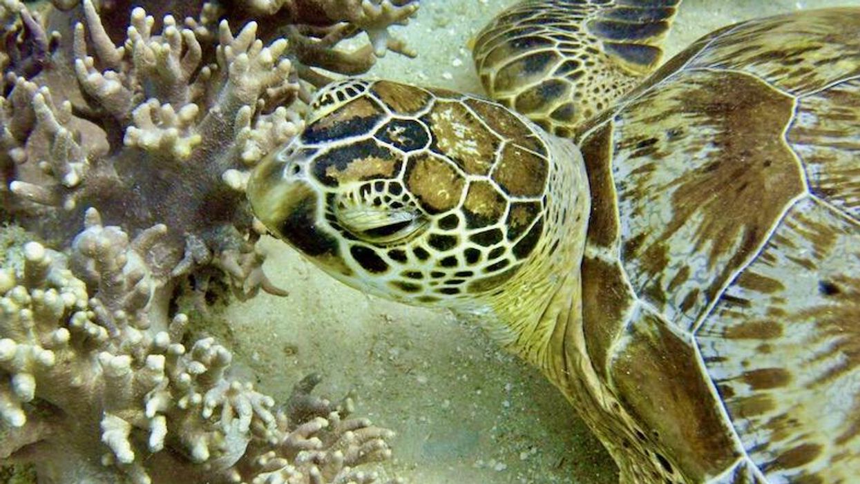 Summer heatwave bleaches 91 percent of Great Barrier Reef: report