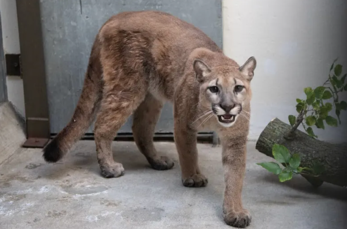 Wild puma found living in New York apartment
