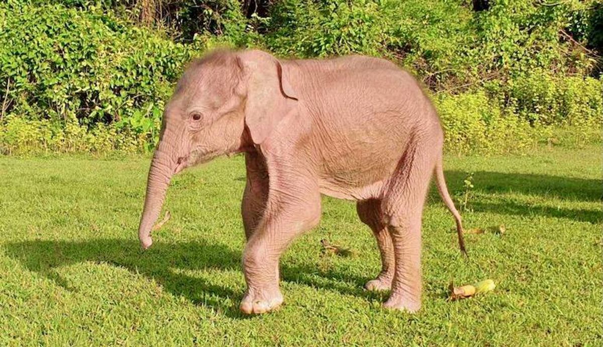 Rare white elephant born in Myanmar: state media