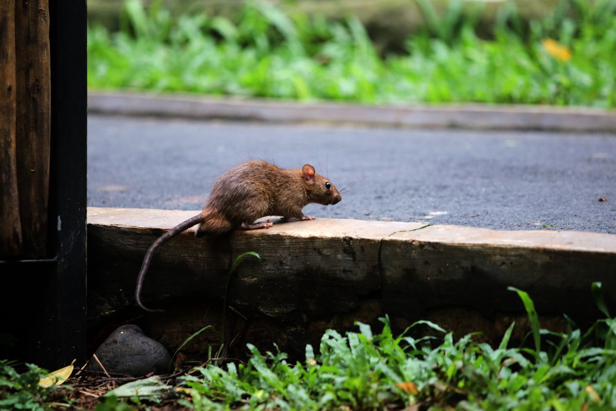 Rat populations surge as cities heat up