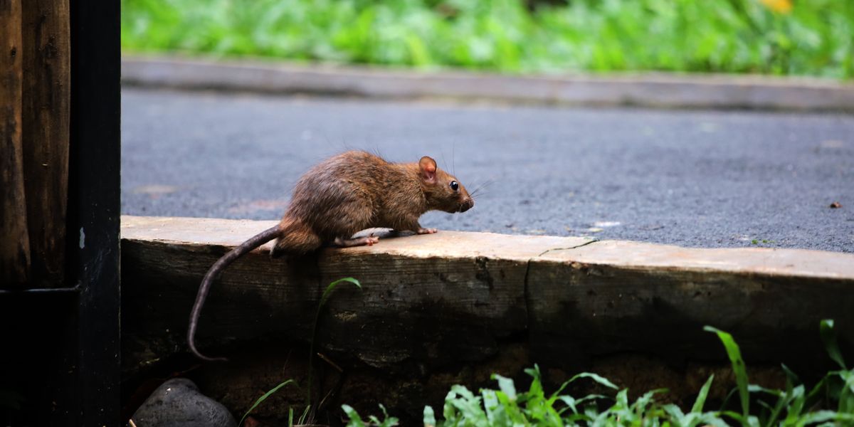 M Rats Rat populations surge as cities heat up - Raw Story