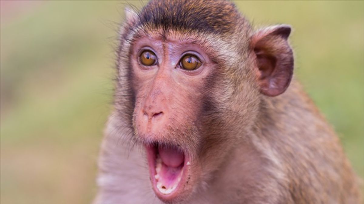 Why monkeys attack sick members of their troop – and don’t socially distance at all