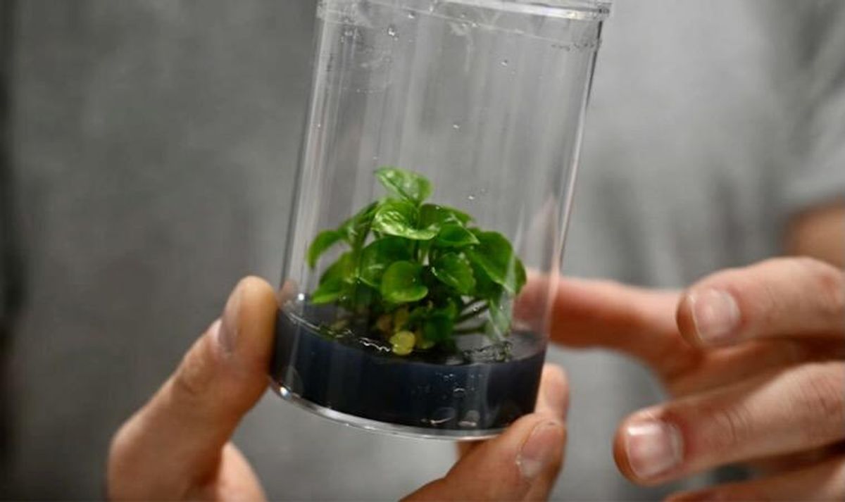 Green tech fights for limelight at CES gadget fest