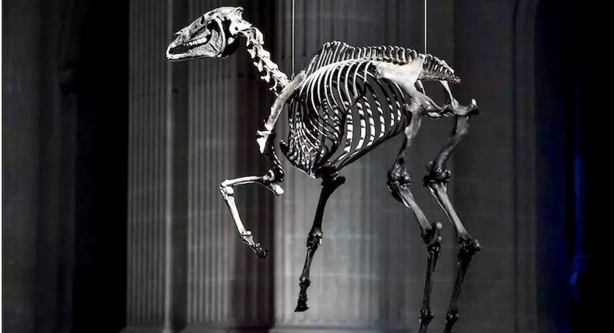 Napoleon fans outraged by horse memorial