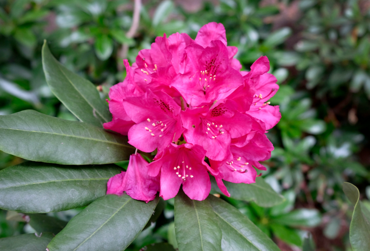 The secret world of rhododendrons: a plant more ancient than the Himalayas that inspired fables and stories around the world