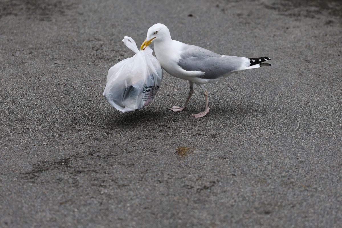 Science says plastic bag bans really do work