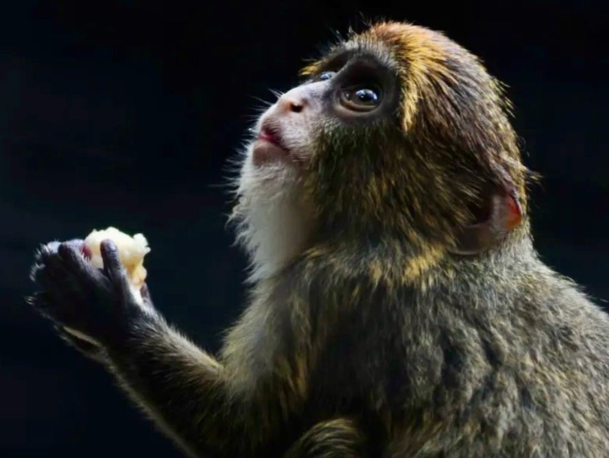 Section of Hong Kong zoo closes after eight monkeys found dead