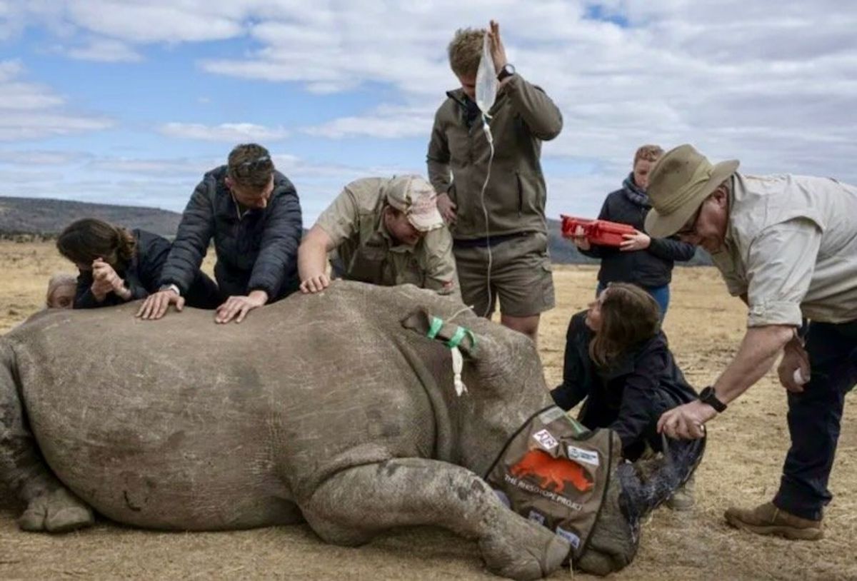 First radioactive rhino horns to curb poaching in South Africa