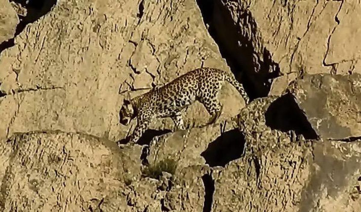 Great spot: rare Persian leopard pair sighted in Pakistan