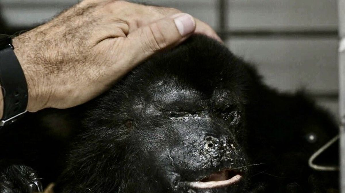 Volunteers race to save Mexico's howler monkeys in heat wave