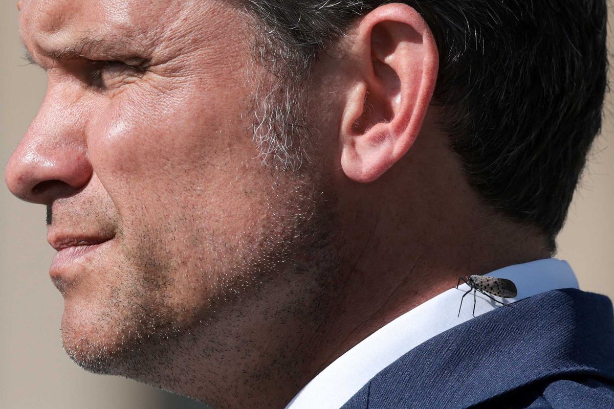 Mockery as Pete Hegseth 'barks' at kids in football stadium about 'redcoats'