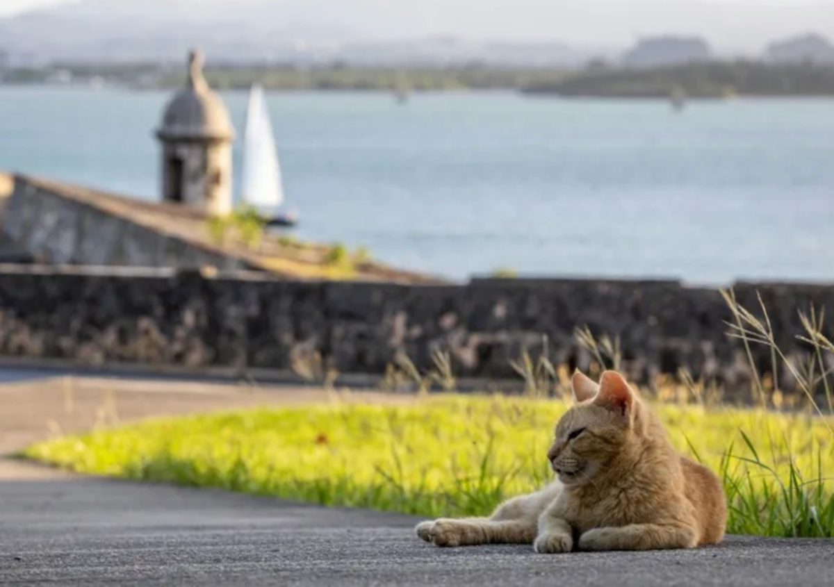 Hissed off: San Juan cat removal plan prompts outcry, lawsuit