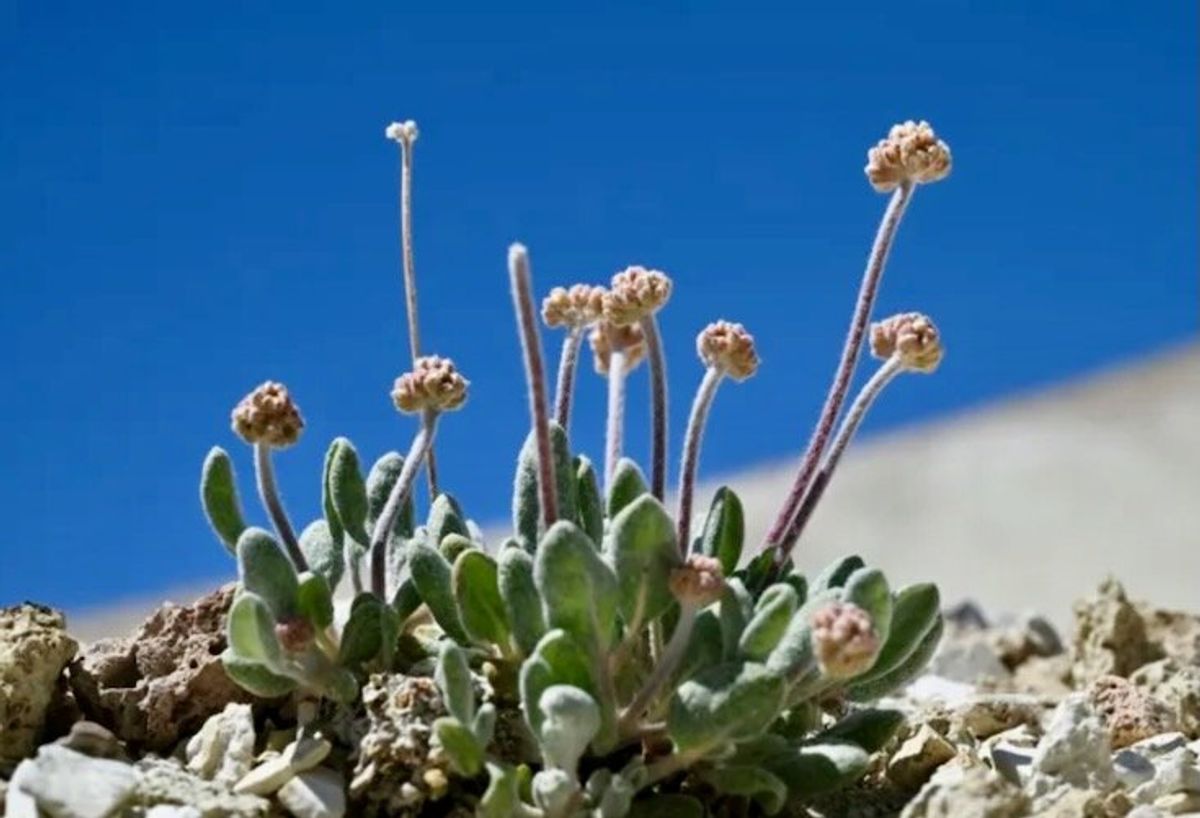 Flower or power? Campaigners fear lithium mine could kill rare plant