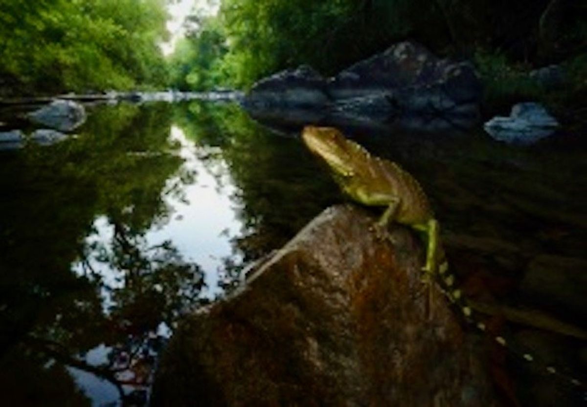Rare wildlife species found in Cambodian national park