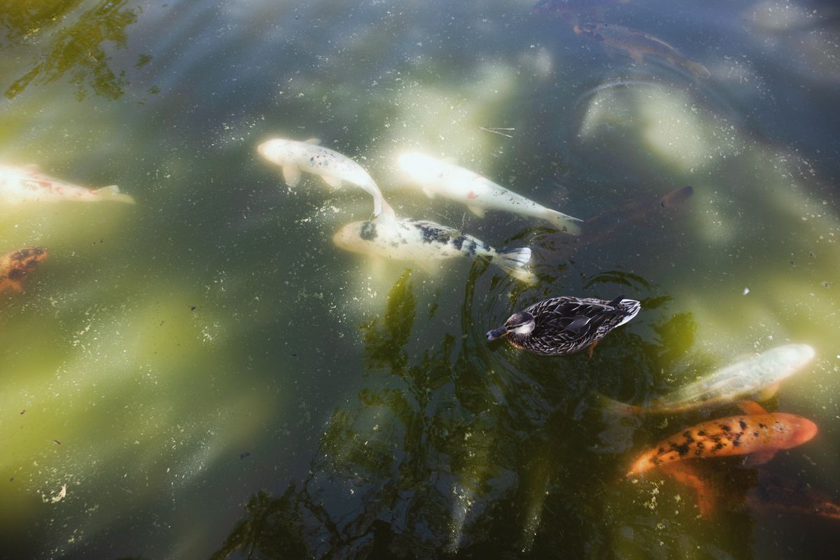 CA man dead after chasing dog into flesh-eating bacteria-laced pond