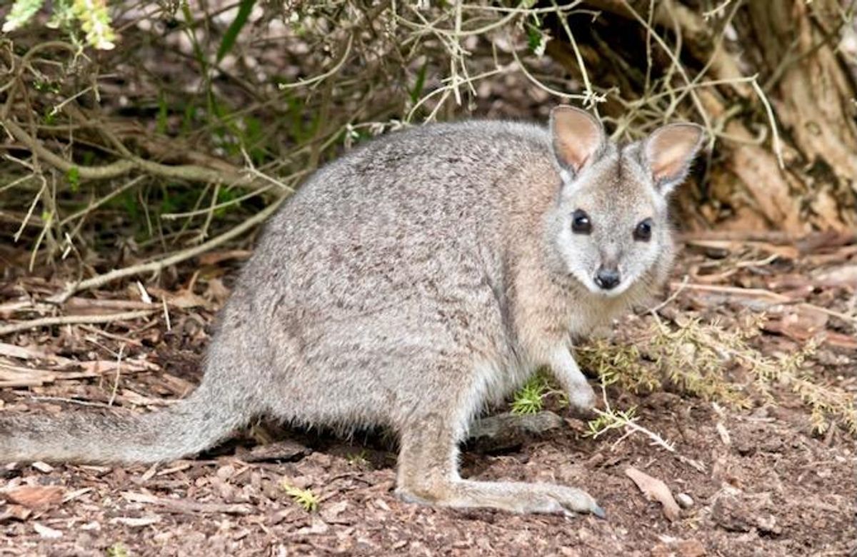 Australia puts small wallaby on new zero-extinction plan