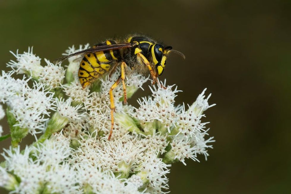 A wasp sits on white flowers.
