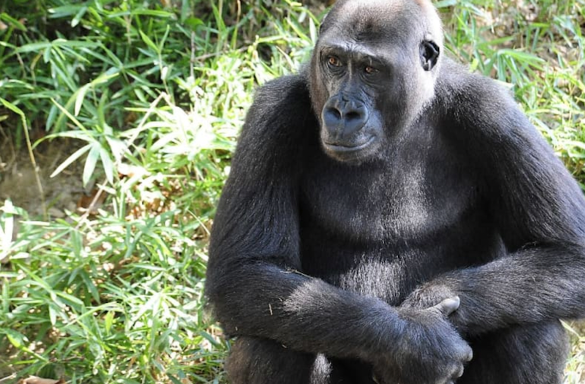 Global wildlife populations have plunged almost 70% since 1970, says WWF