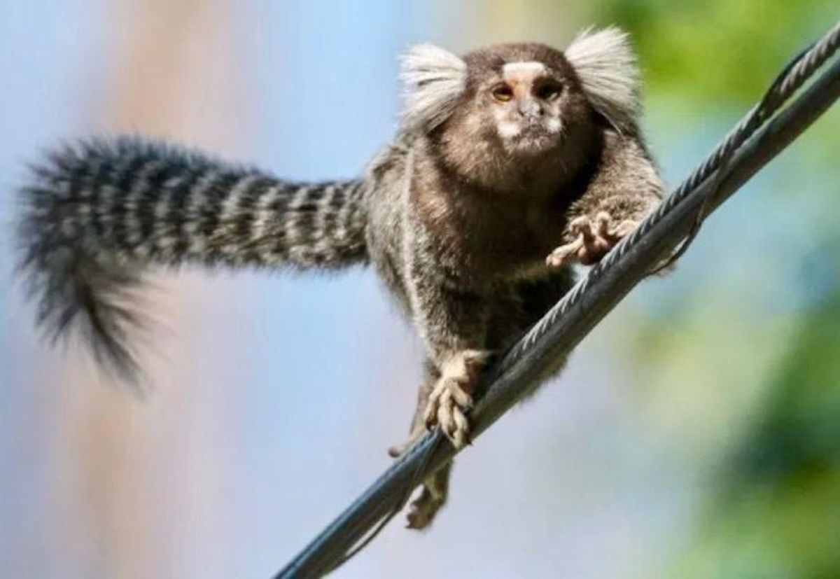 Snooping marmosets judge antisocial individuals harshly