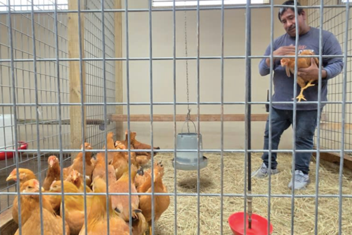Facing egg shortage, Americans bring chickens home to roost