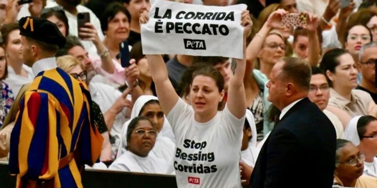 Bullfighting Fails Activists against bullfighting disrupt Pope's audience - Raw Story