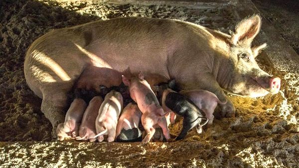 Widespread porcine epidemic threatens pork supplies, barbecue season