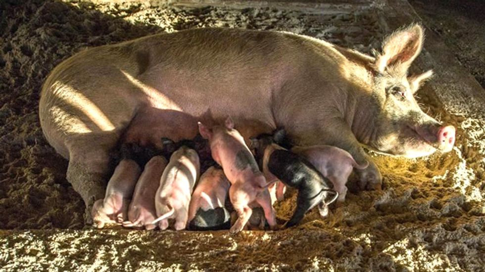 Widespread porcine epidemic threatens pork supplies, barbecue season