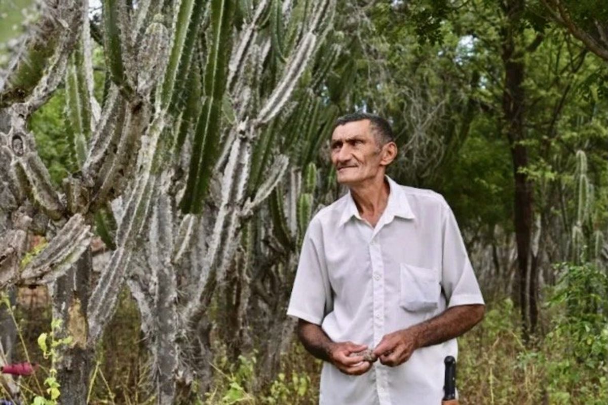 Planting giant cactus to stave off desertification in Brazil