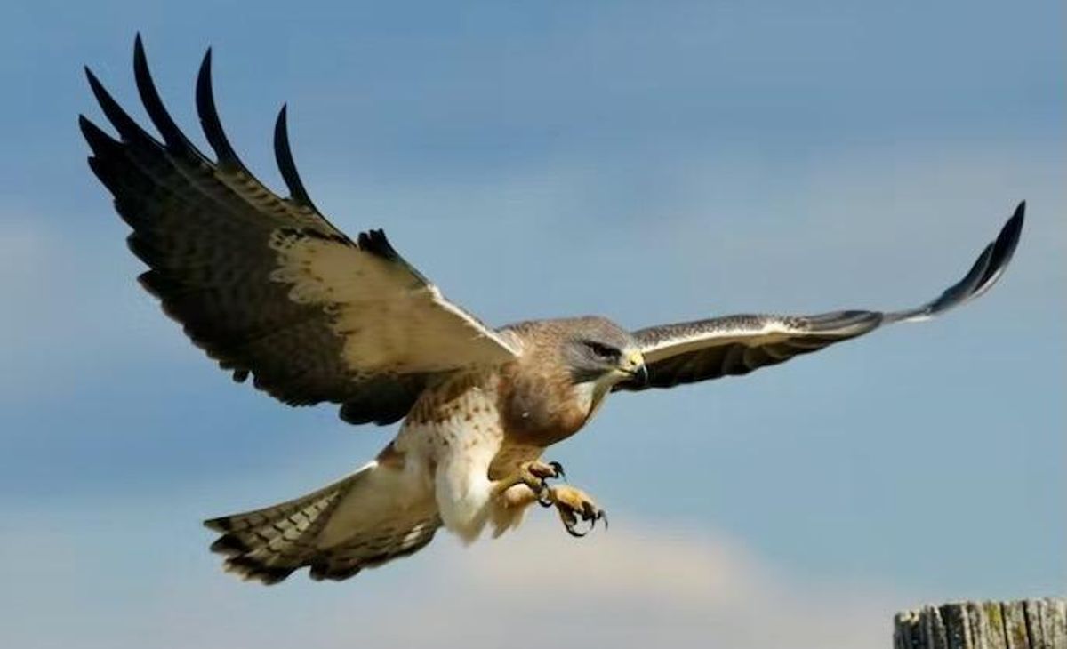 The science of why hawks are one of nature’s deadliest hunters