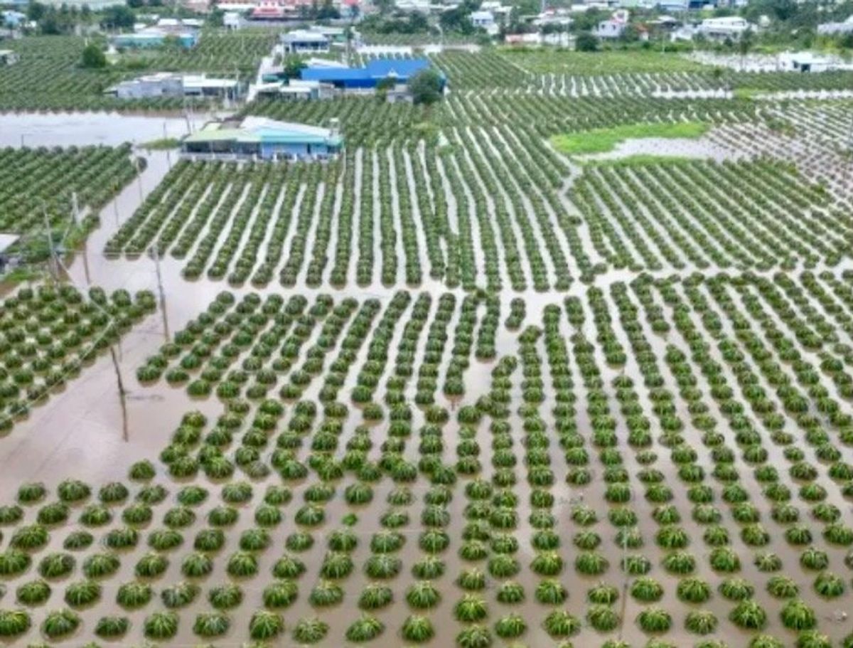 Floods submerge Vietnam's dragon fruit farms