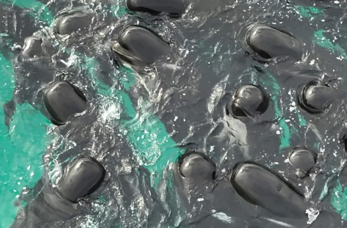 Rescuers 'optimistic' for surviving stranded whales in Australia