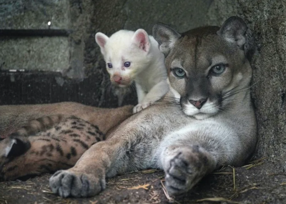 Rare albino puma cub born in Nicaragua zoo