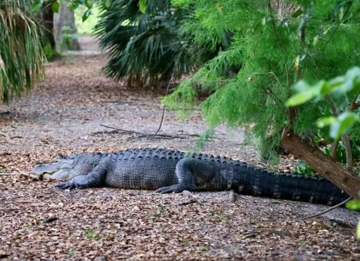 US woman killed by alligator that guarded body - Raw Story