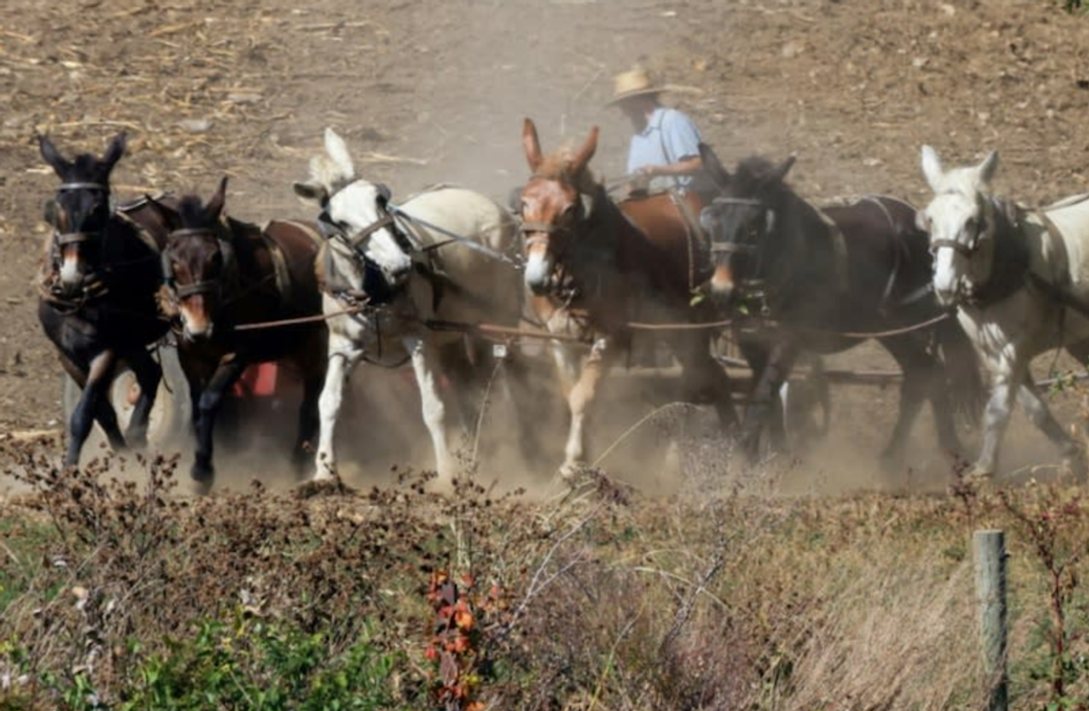 Loud election barges into quiet Amish country