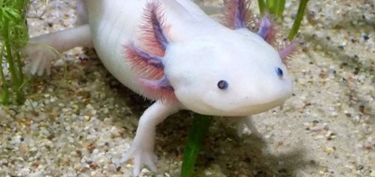 Scientists relaunch campaign to save the endangered axolotl