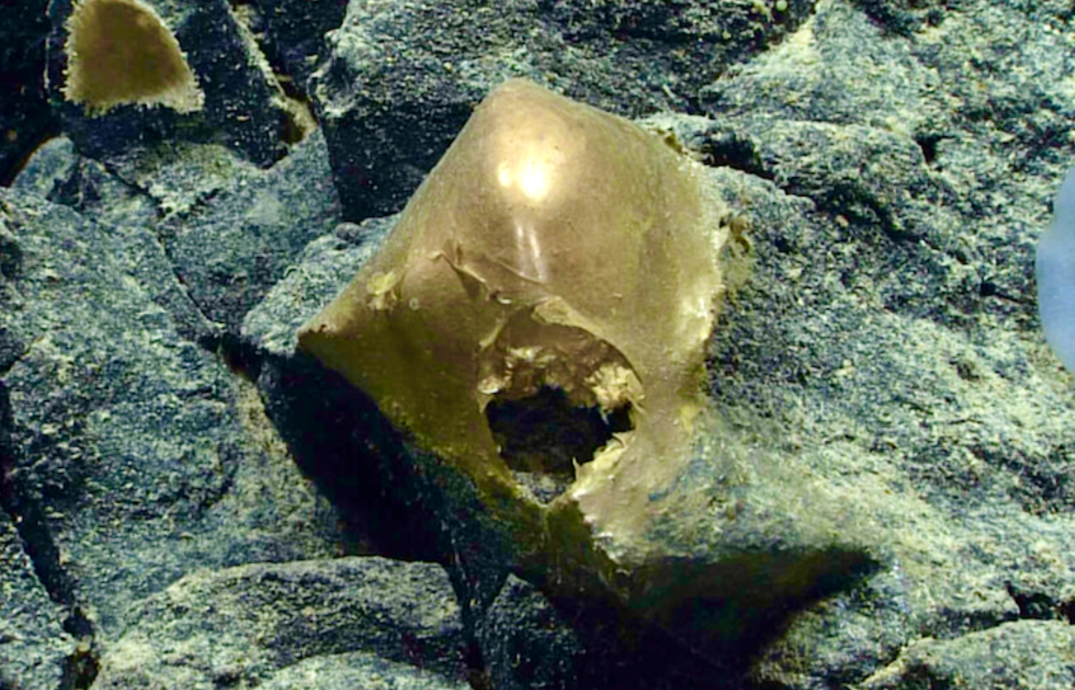Delightfully strange: Mystery 'golden egg' found on ocean floor