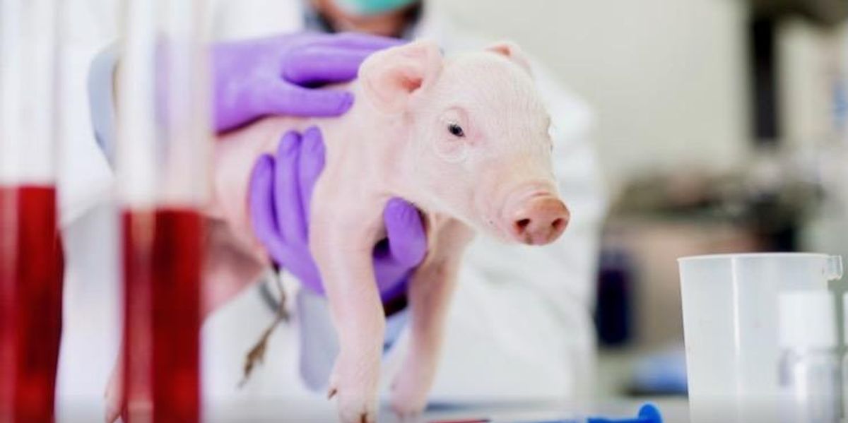 Triggering Animal Testing Can we ethically justify harming animals for research? There are ...
