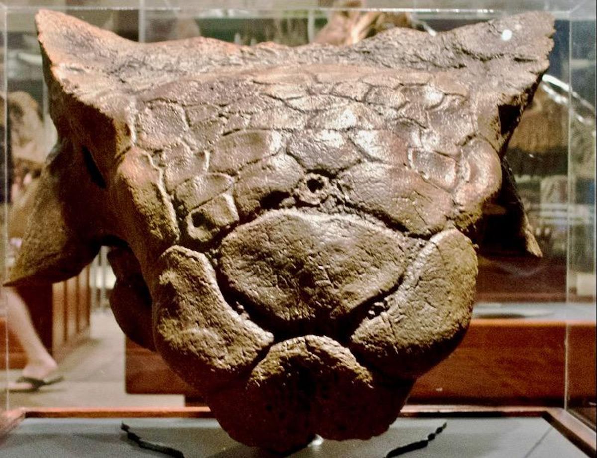 Hidden away in a museum, we found the skull of a rare armoured dinosaur that roamed Queensland 105 million years ago