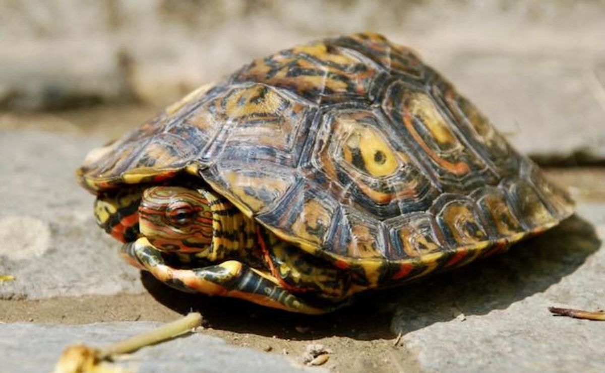 Recordings show some 'mute' animals communicate vocally: study