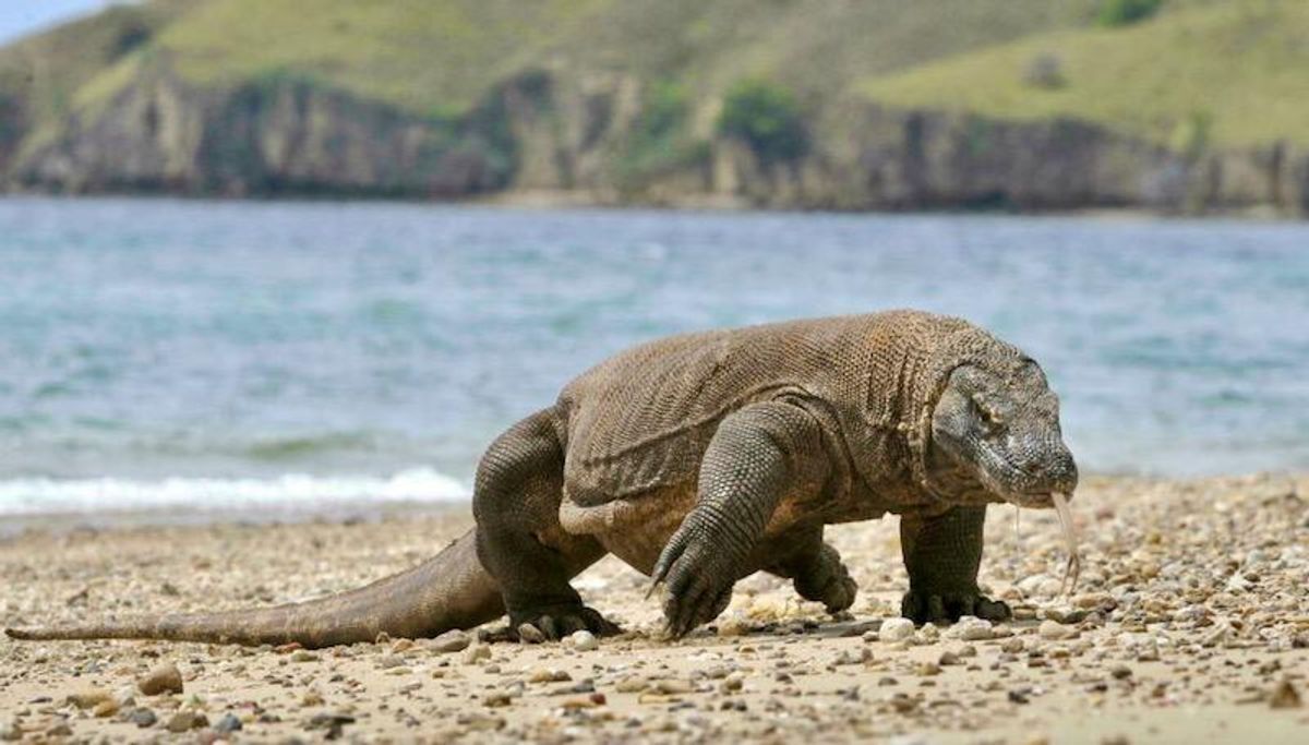 Komodo dragon, 2-in-5 shark species lurch towards extinction