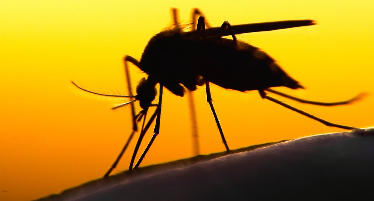 U.S. patient dies from rare mosquito-borne disease