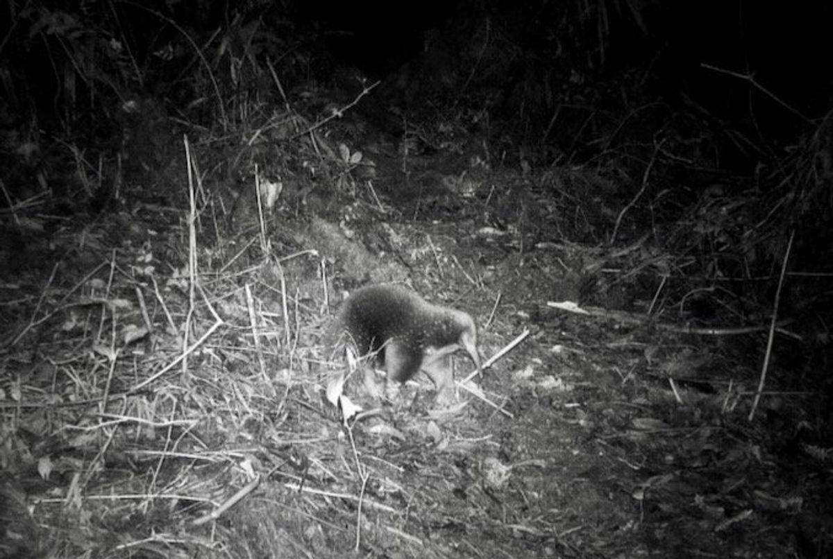 Elusive Attenborough echidna rediscovered in Indonesia