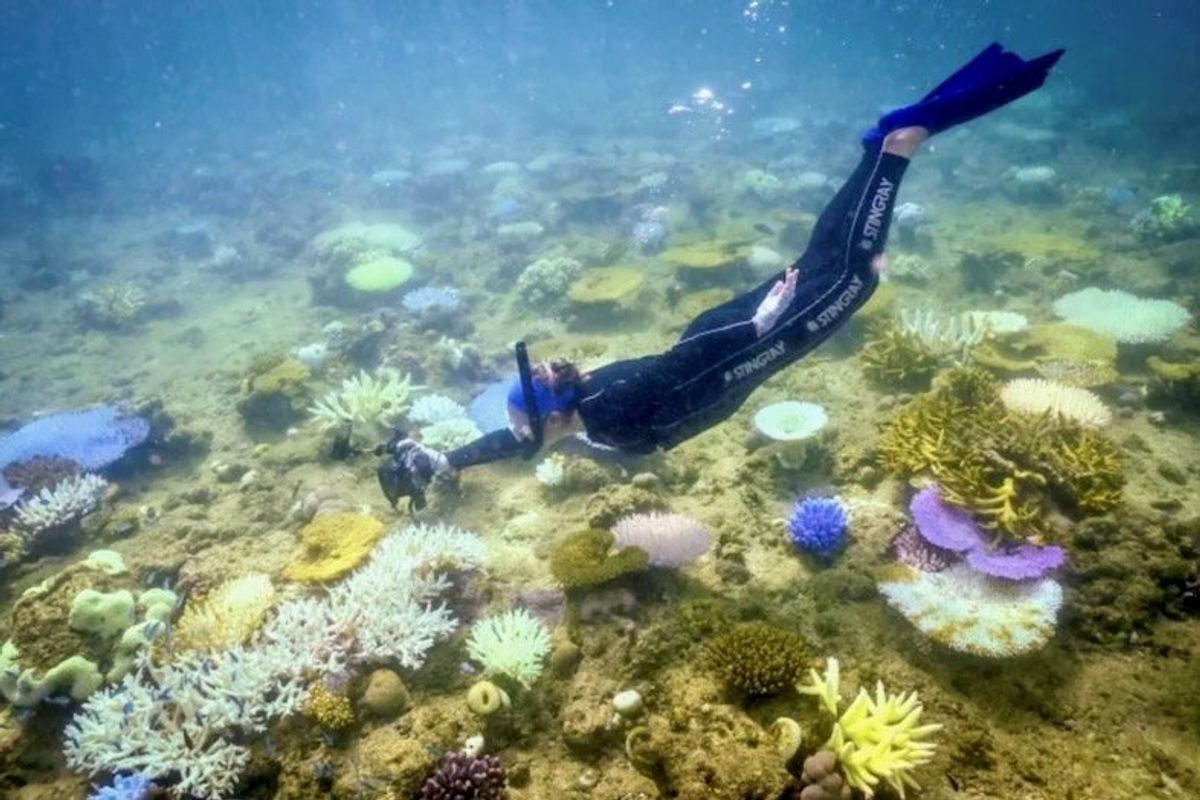 'Urgent' for Australia to protect Great Barrier Reef: UNESCO