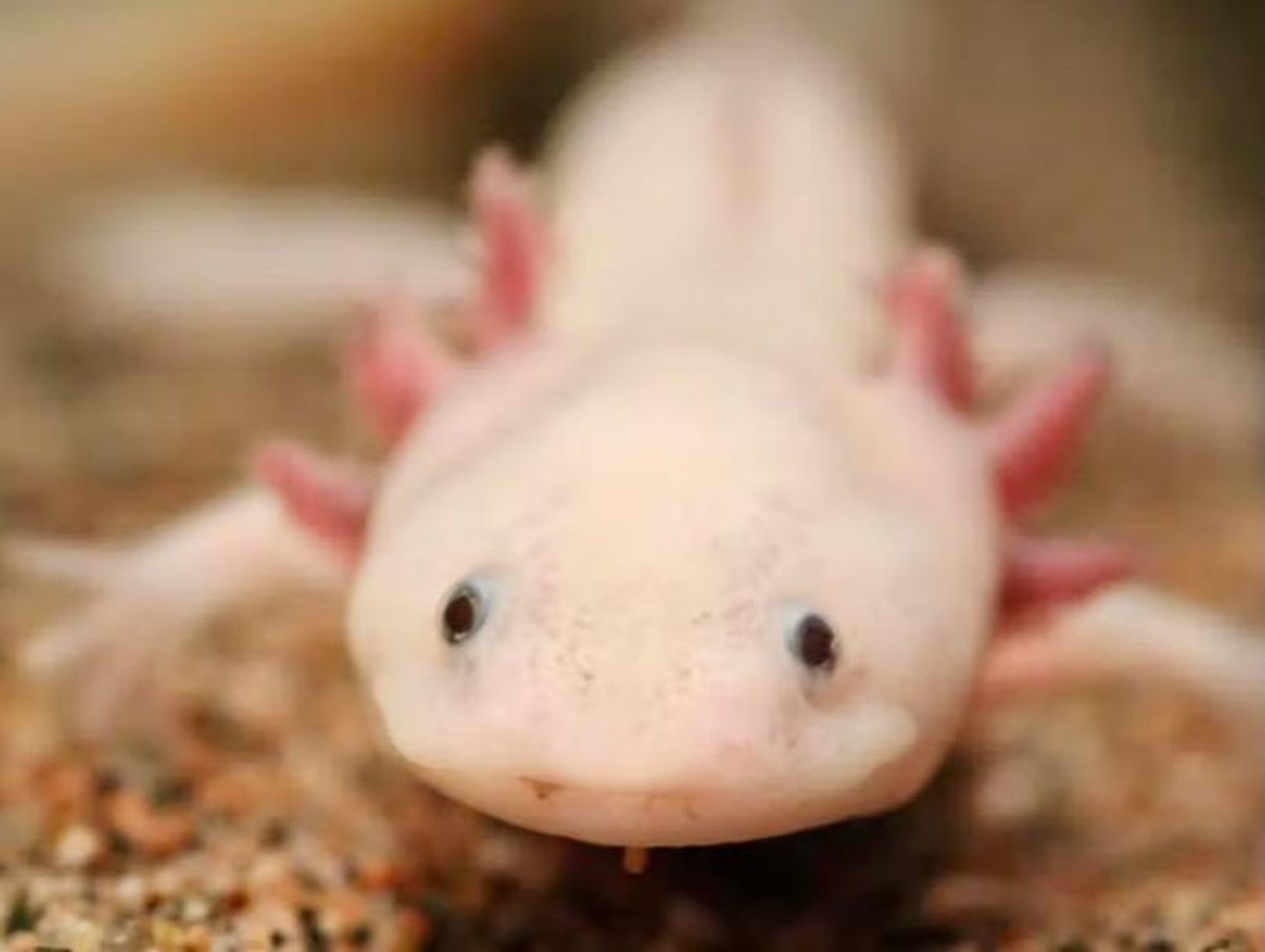 Axolotls can regenerate their brains – these adorable salamanders are helping unlock the mysteries of brain evolution and regeneration