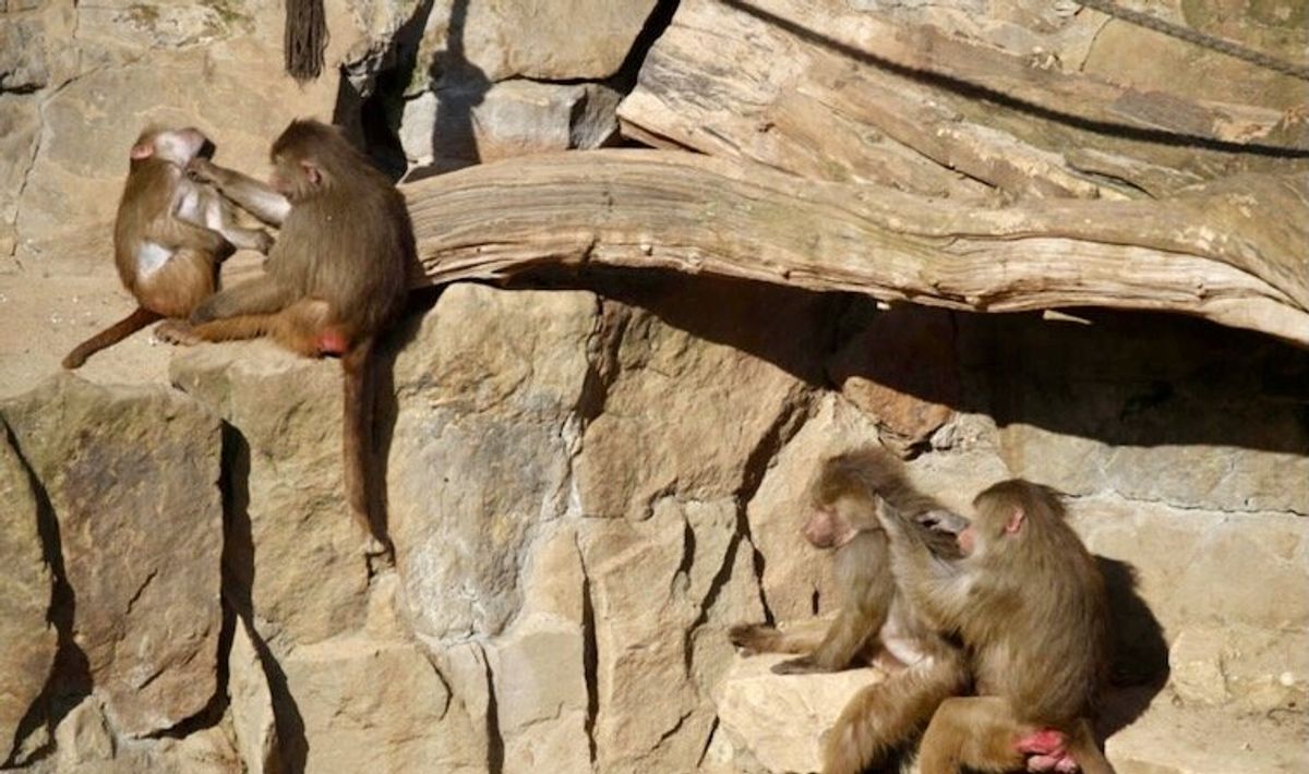 Adult friends help baboons conquer childhood trauma