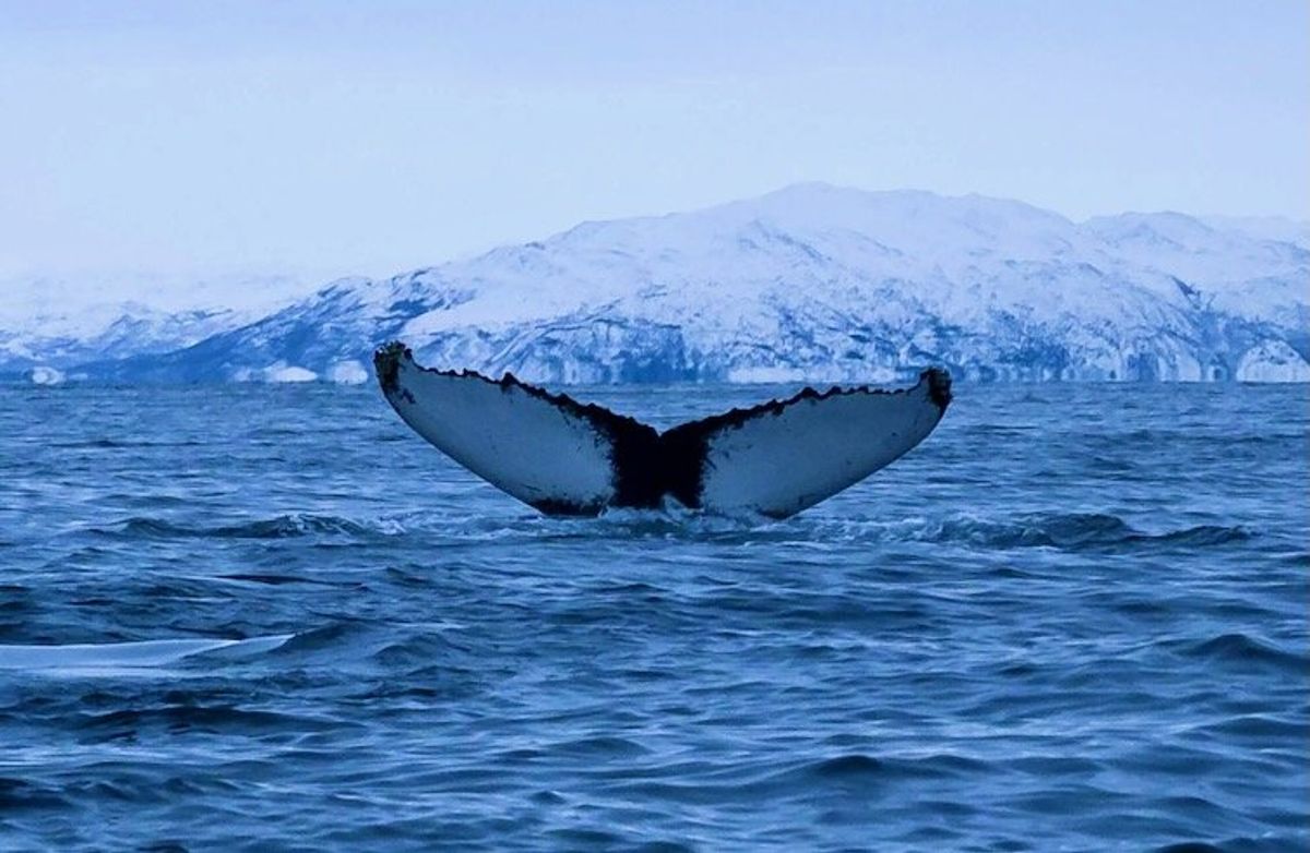 Baleen whales are among the biggest creatures on Earth –  new secrets about their size