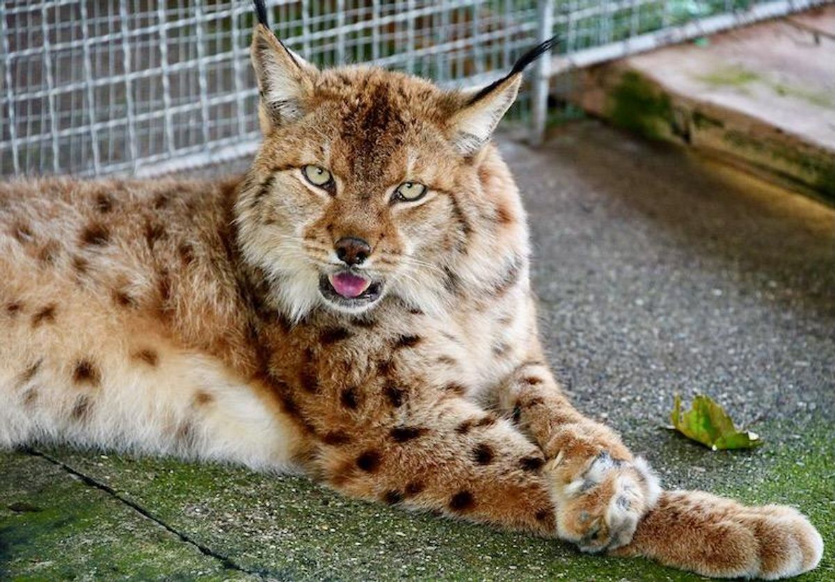 Battle to save ghostly Balkan lynx from extinction
