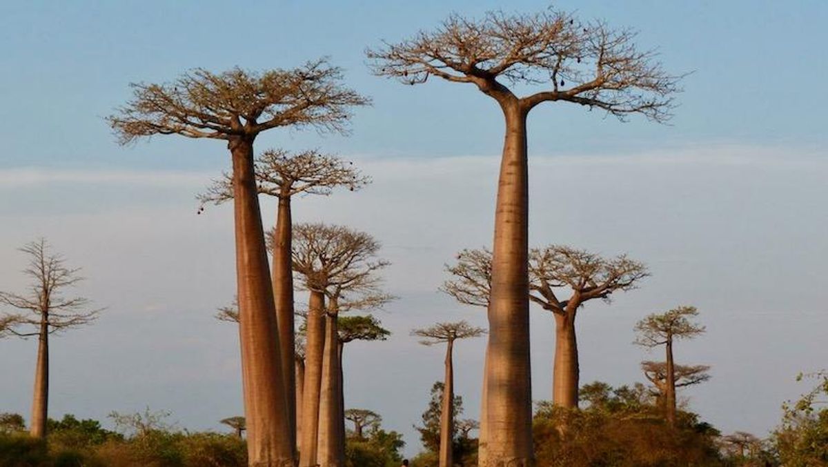 A third of global tree species threatened with extinction